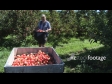 Fruit Picker Unloading 1 1045